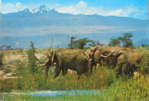 Cartes · Cartes postales Afrique