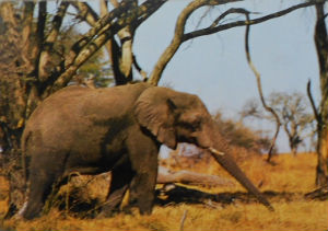 Cartes · Cartes postales Afrique