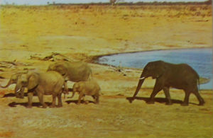 Cartes · Cartes postales Afrique