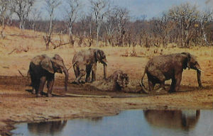 Cartes · Cartes postales Afrique