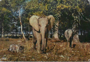 Cartes · Cartes postales Afrique