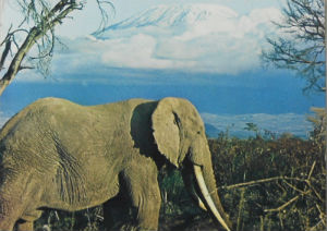 Cartes · Cartes postales Afrique