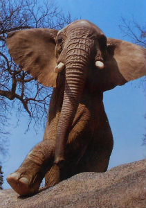 Cartes · Cartes postales Afrique