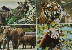 Cartes · Cartes postales Afrique
