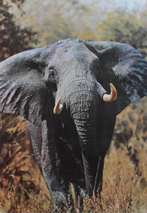 Cartes · Cartes postales Afrique