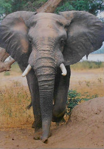 Cartes · Cartes postales Afrique