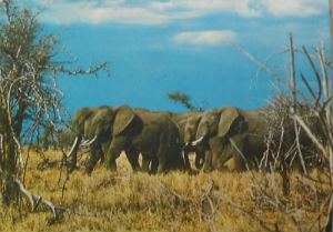 Cartes · Cartes postales Afrique