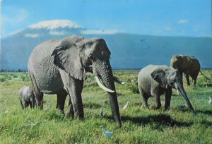 Cartes · Cartes postales Afrique