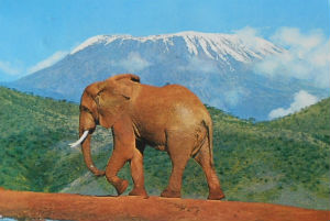 Cartes · Cartes postales Afrique