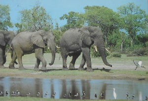 Cartes · Cartes postales Afrique