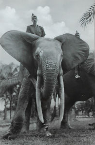 Cartes · Cartes postales Afrique
