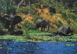 Cartes · Cartes postales Afrique