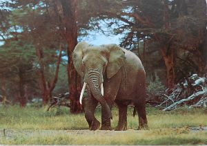 Cartes · Cartes postales Afrique