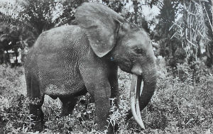 Cartes · Cartes postales Afrique