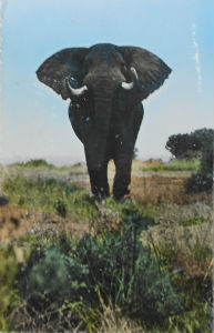 Cartes · Cartes postales Afrique