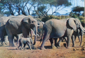 Cartes · Cartes postales Afrique