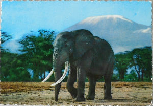 Cartes · Cartes postales Afrique