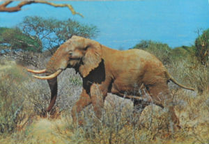 Cartes · Cartes postales Afrique
