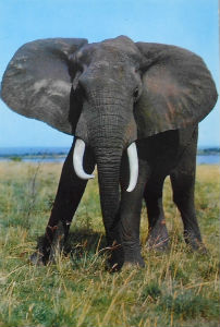 Cartes · Cartes postales Afrique