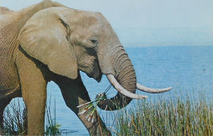 Cartes · Cartes postales Afrique