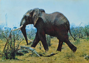 Cartes · Cartes postales Afrique