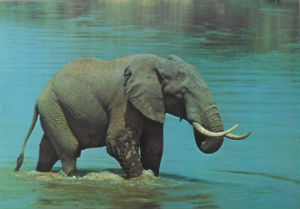 Cartes · Cartes postales Afrique
