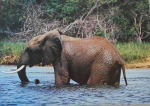 Cartes · Cartes postales Afrique