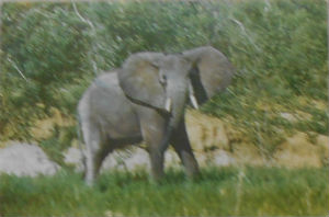 Cartes · Cartes postales Afrique