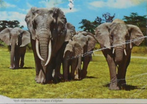 Cartes · Cartes postales Afrique