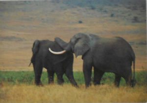 Cartes · Cartes postales Afrique