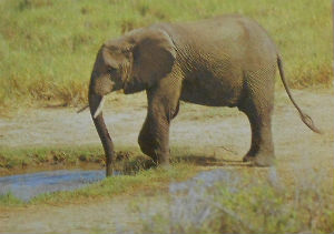 Cartes · Cartes postales Afrique