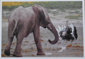 Cartes · Cartes postales Afrique