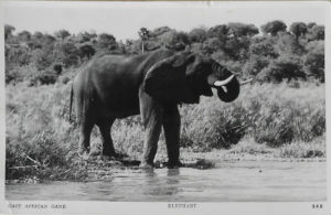 Cartes · Cartes postales Afrique
