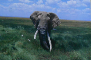Cartes · Cartes postales Afrique