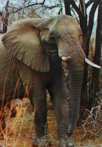 Cartes · Cartes postales Afrique