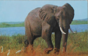 Cartes · Cartes postales Afrique