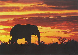 Cartes · Cartes postales Afrique