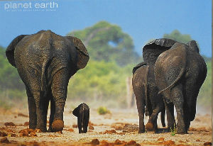 Cartes · Cartes postales Afrique