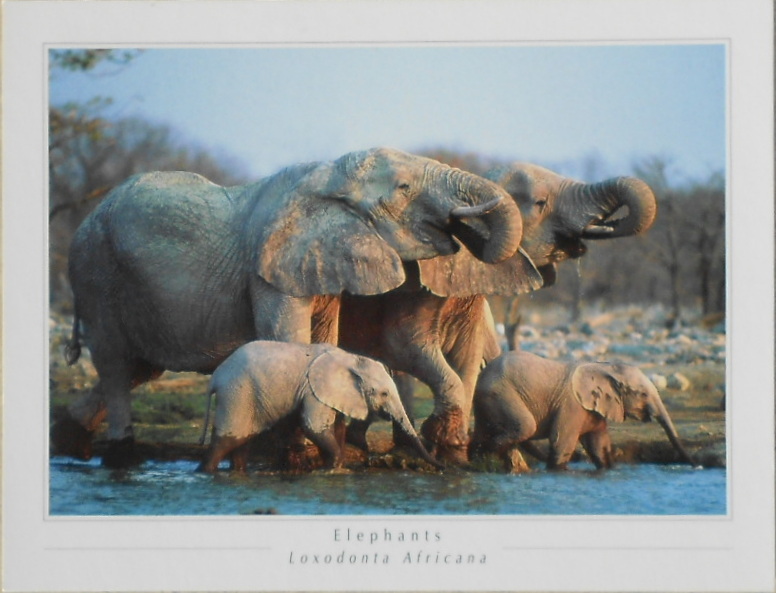 Cartes · Cartes postales Afrique