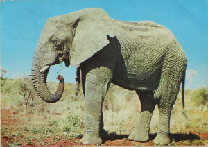 Cartes · Cartes postales Afrique
