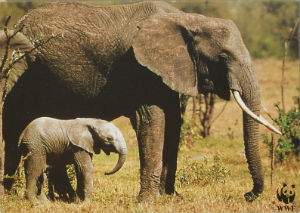 Cartes · Cartes postales Afrique