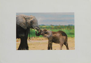 Cartes · Cartes postales Afrique