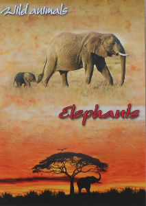 Cartes · Cartes postales Afrique