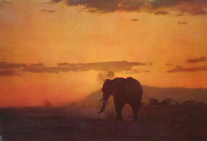 Cartes · Cartes postales Afrique