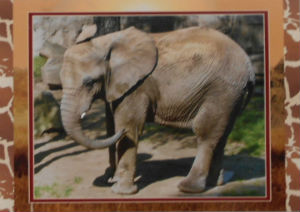 Cartes · Cartes postales Afrique