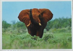Cartes · Cartes postales Afrique