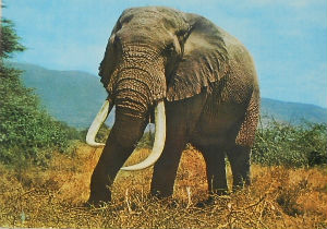 Cartes · Cartes postales Afrique
