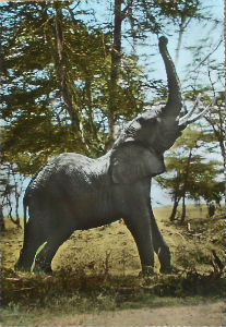 Cartes · Cartes postales Afrique