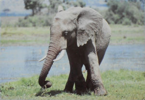 Cartes · Cartes postales Afrique