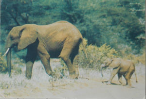 Cartes · Cartes postales Afrique